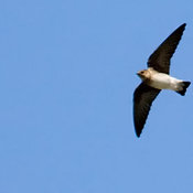 Cliff Swallow